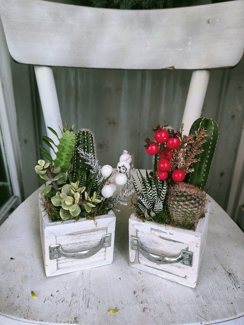 Dillo con una composizione di piante grasse