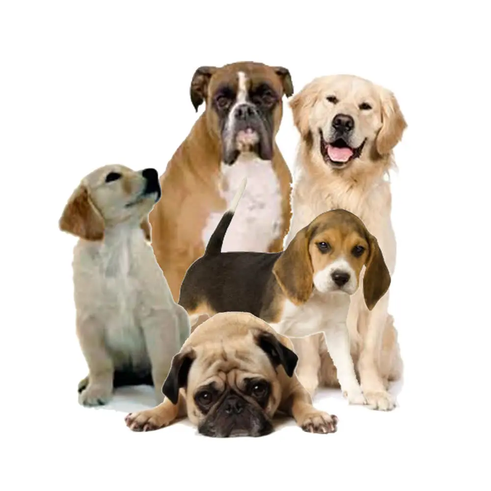 Animalerie.