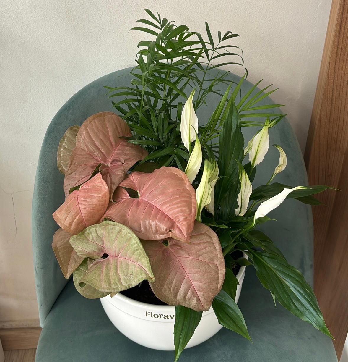 PLANTES