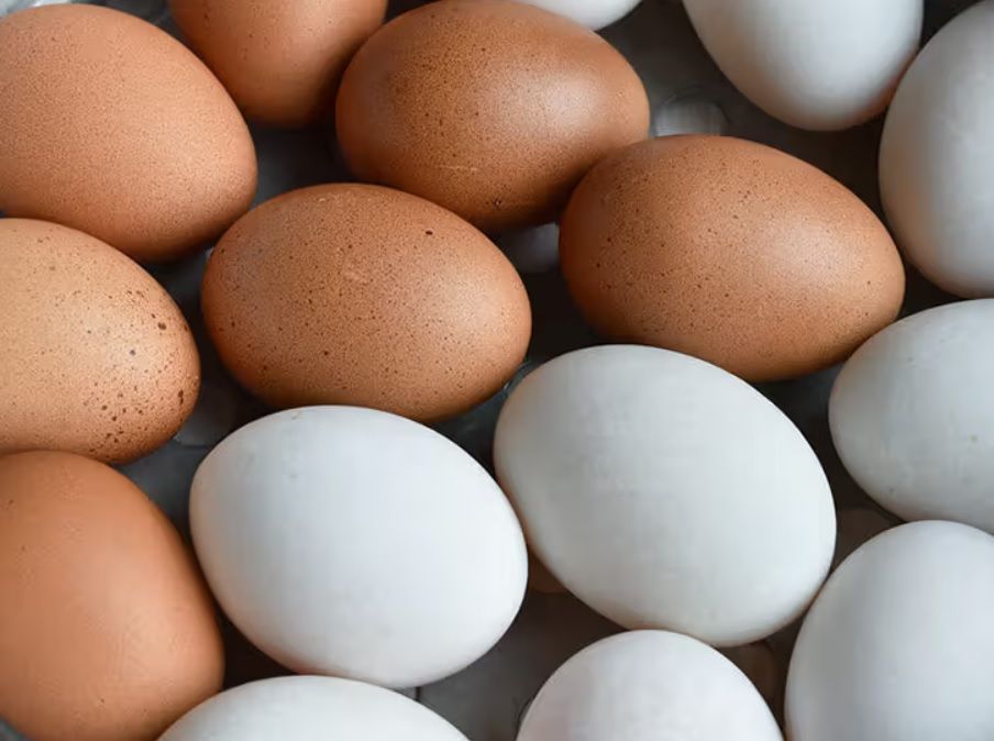 კვერცხი