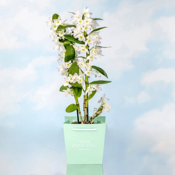 Orquidea Dendrobium