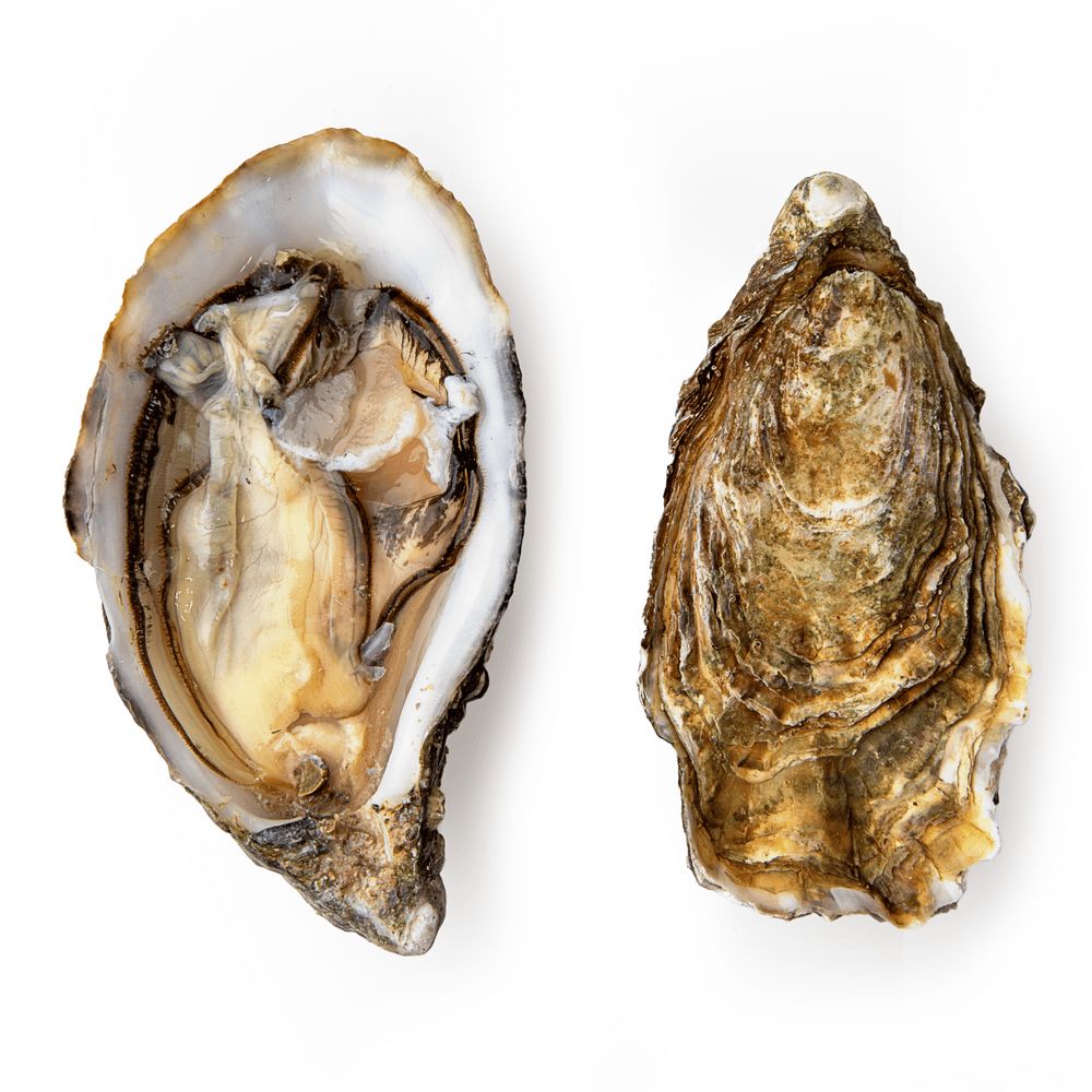 Устриці та лобстери.