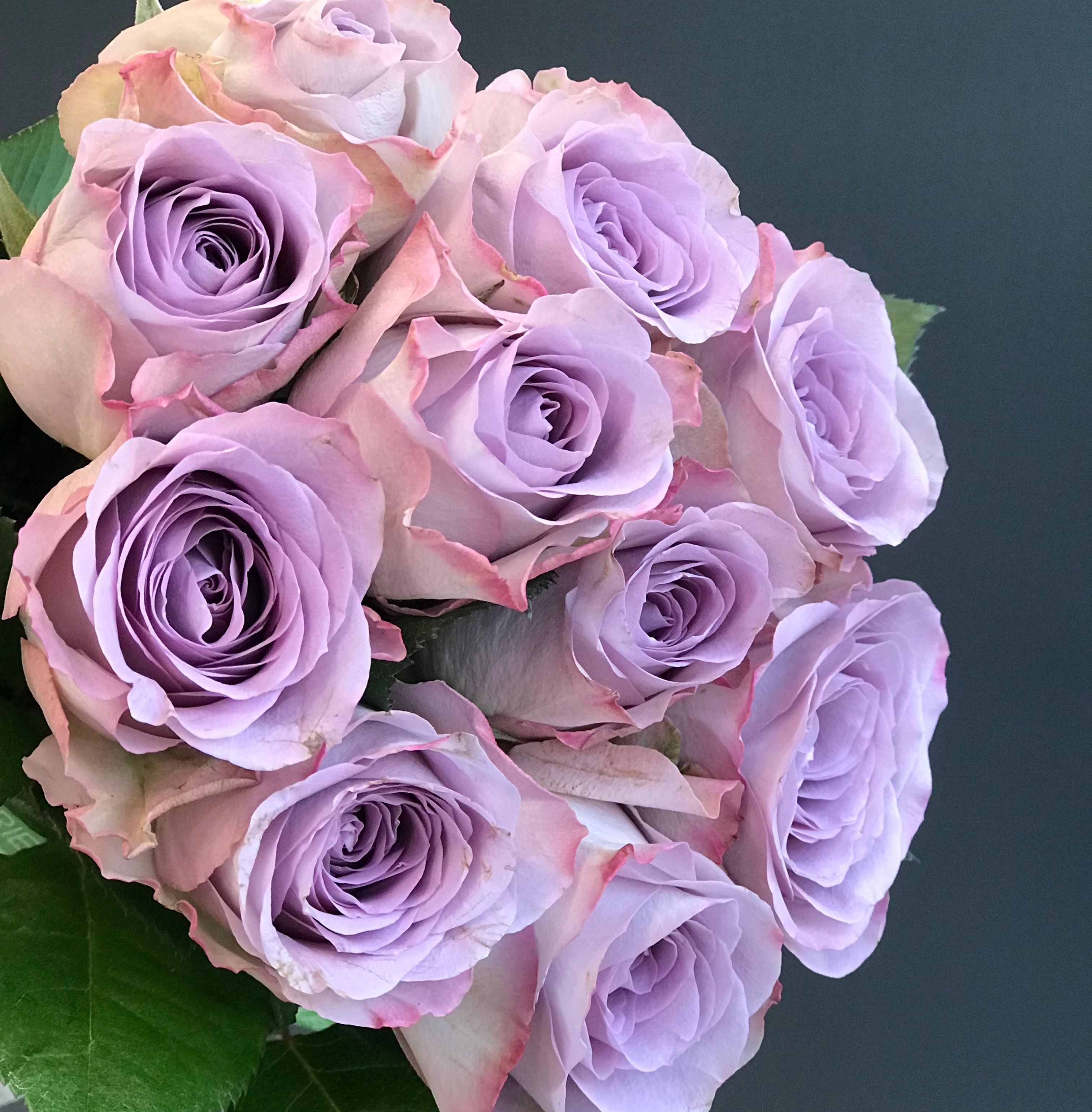 ЛАВАНДОВІ ТРОЯНДИ