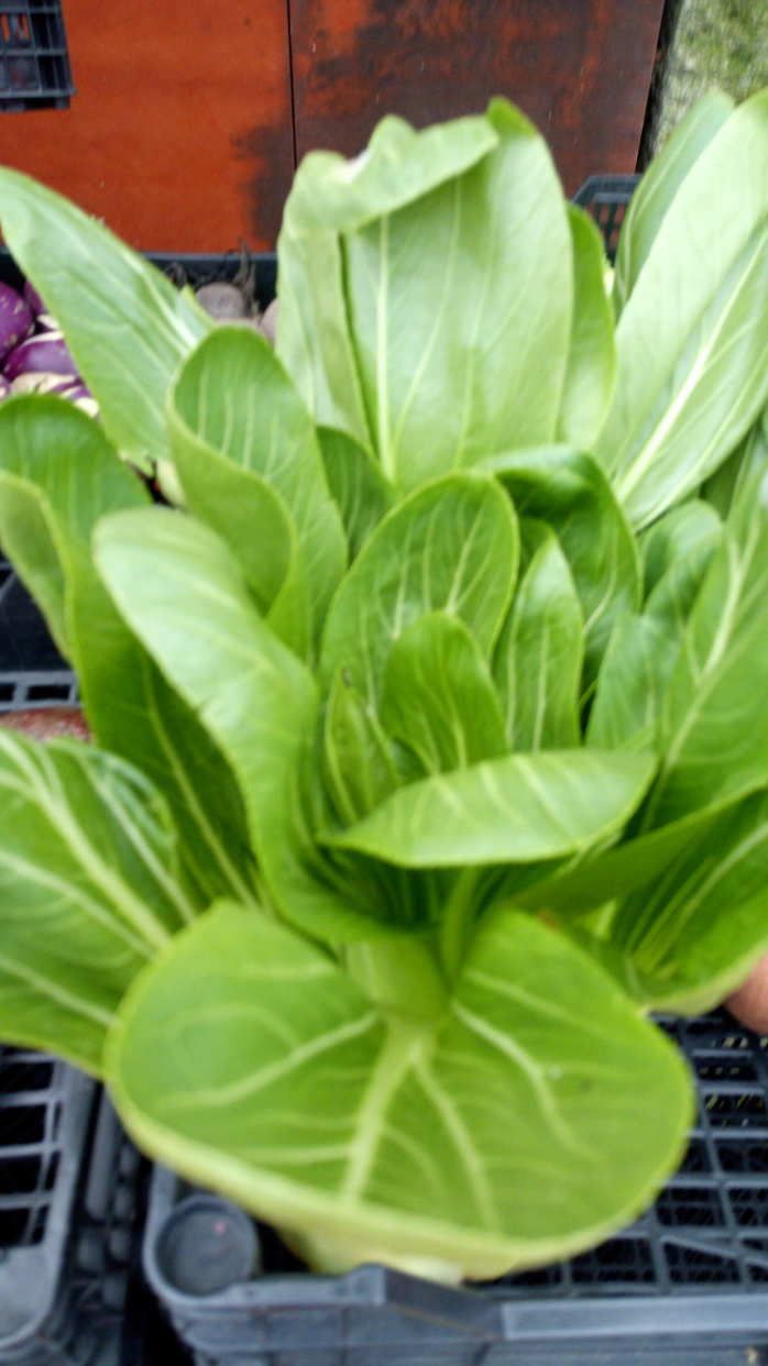 Verduras , hortalizas y tubérculos