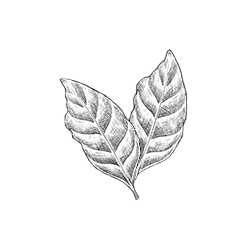 Comida vegana - Feitizos de Sabor 