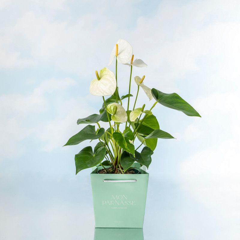 Anthurium