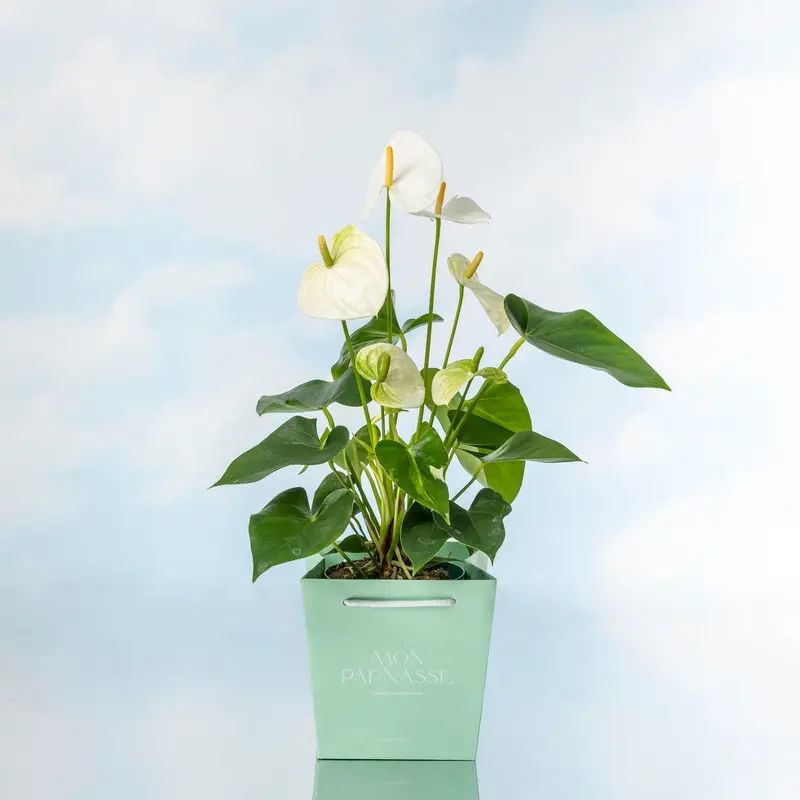 Anthurium