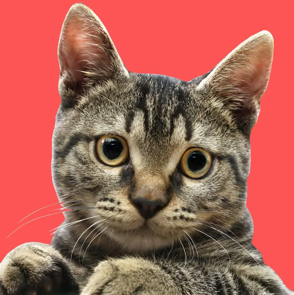 Pour Chats
