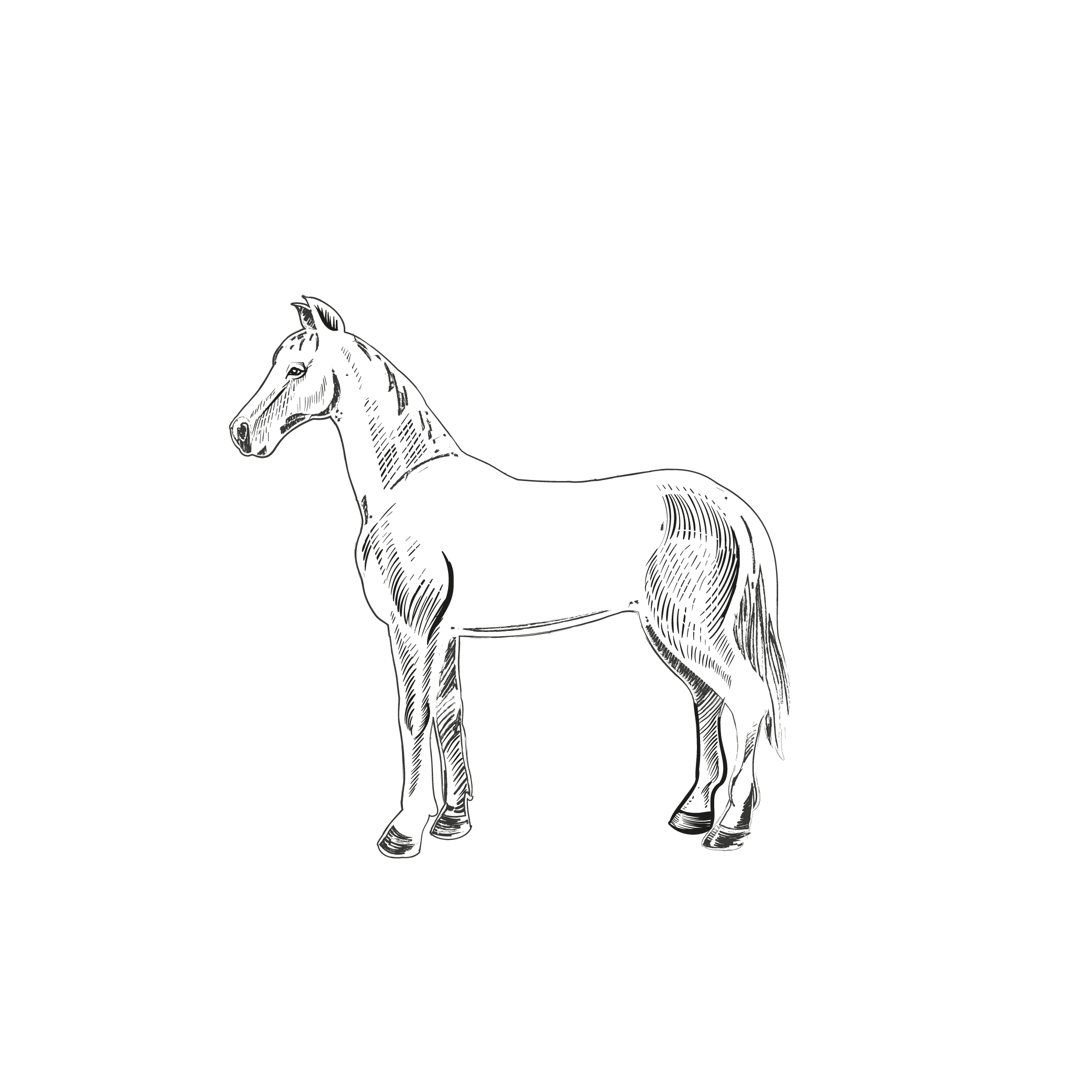 Potro - Carne de Equino y el Corte de Sebas