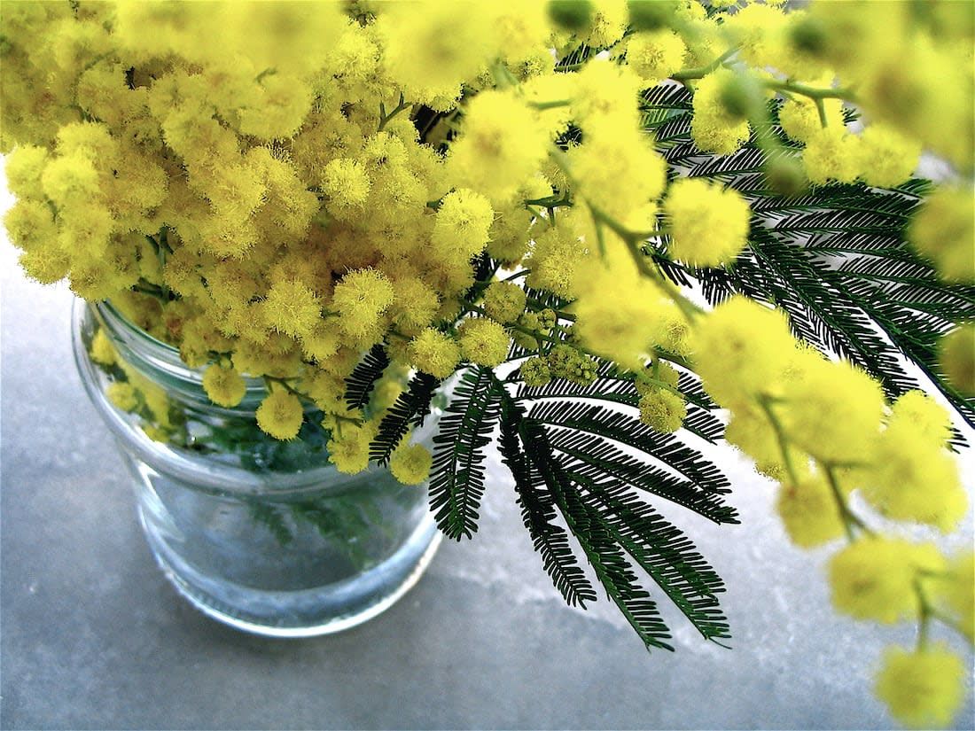 Mimose