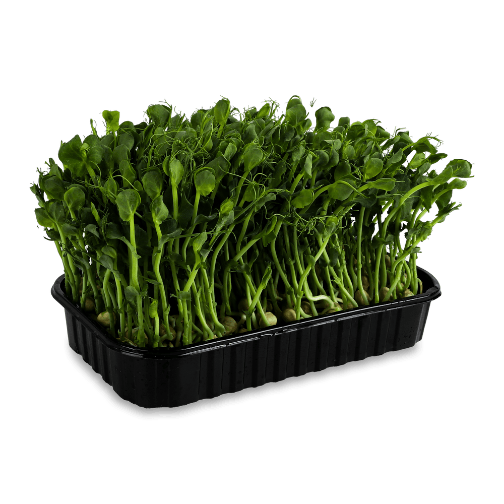 Зелень і салати