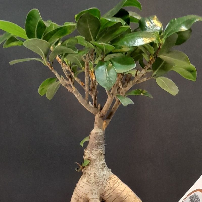 Plante d'intérieur 