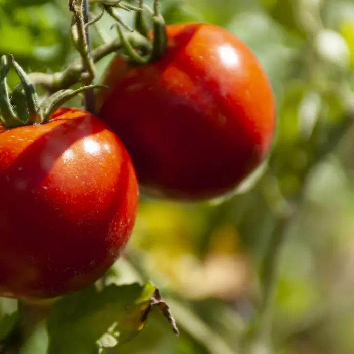 Tomates