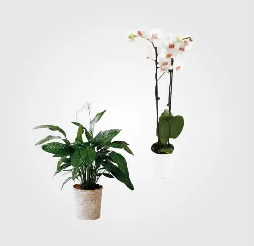 Piante 