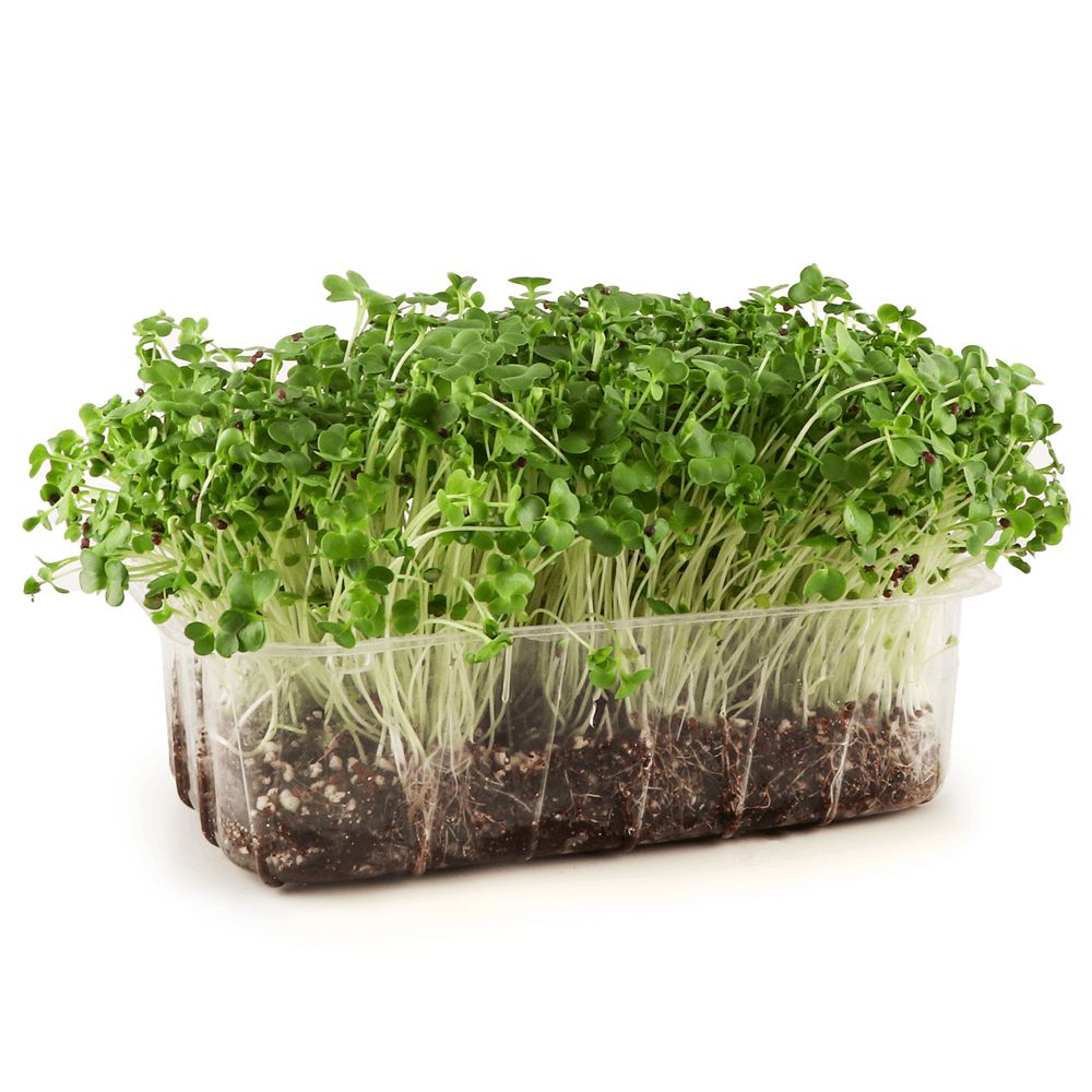 Зелень і салати