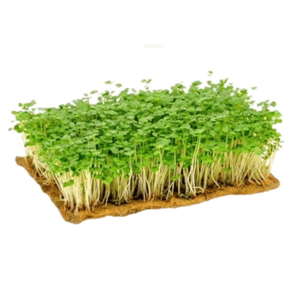 Зелень і салати