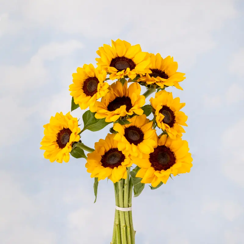 Girasoles