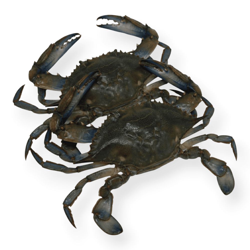 Морепродукти та молюски