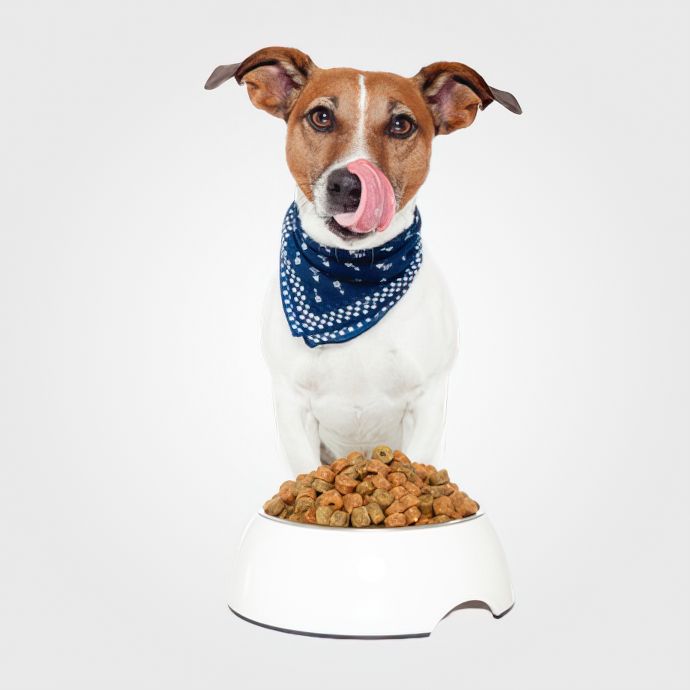 Корм для собак