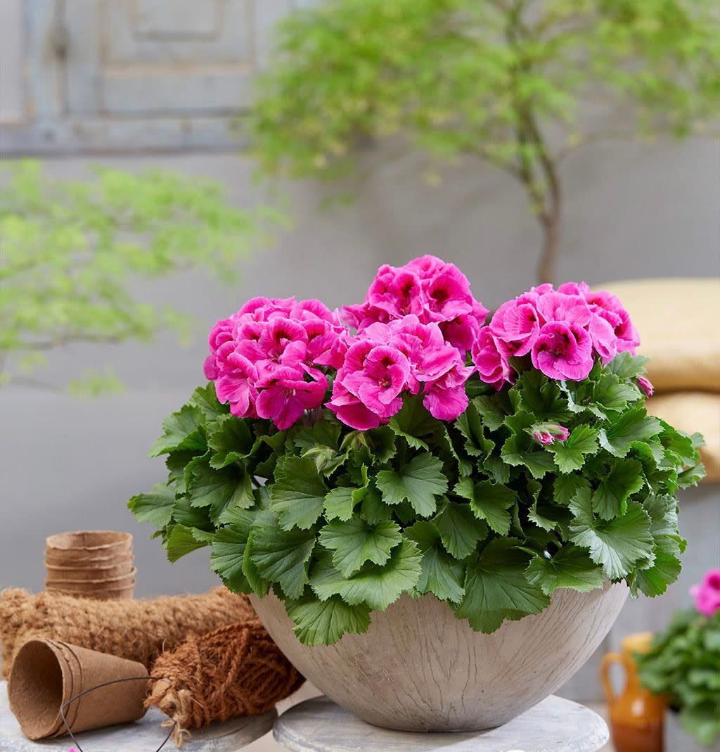 Цветя в саксия