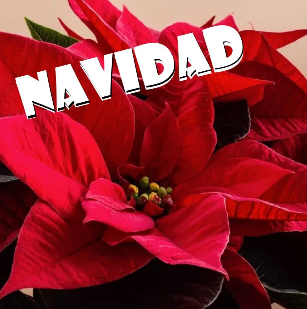 NAVIDAD