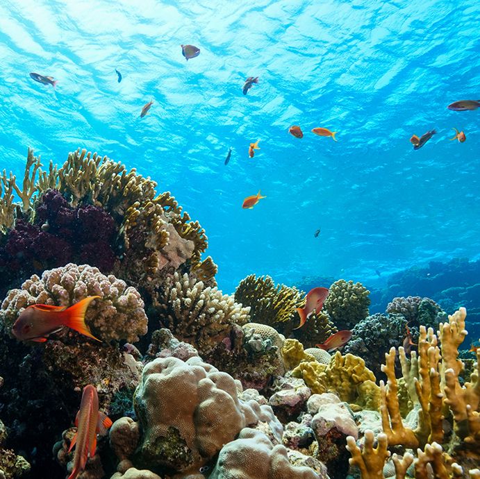 Корм для рибок