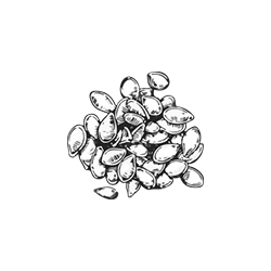 Semillas - Cáscaras y semillas
