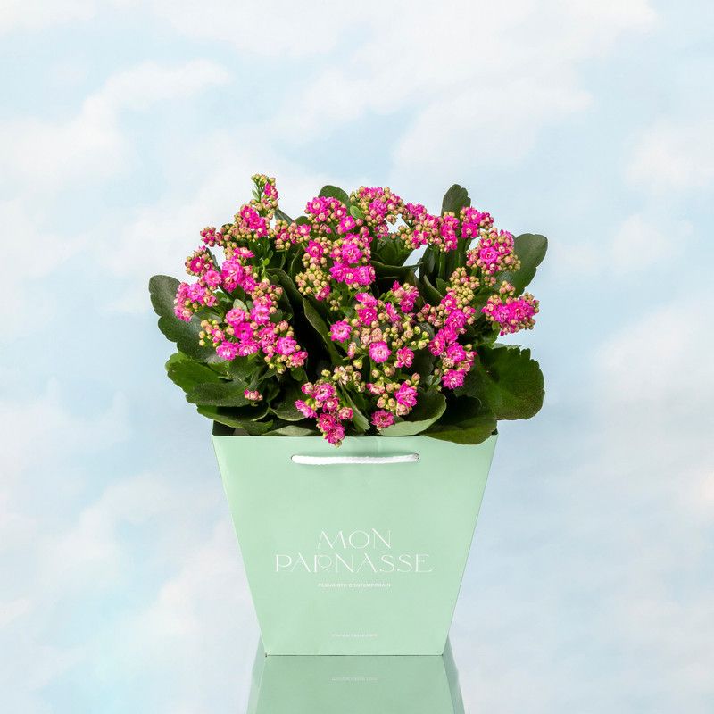 Kalanchoe