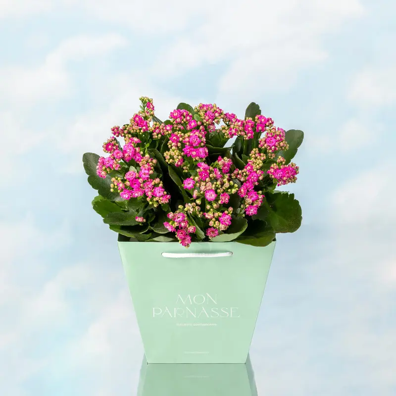 Kalanchoe