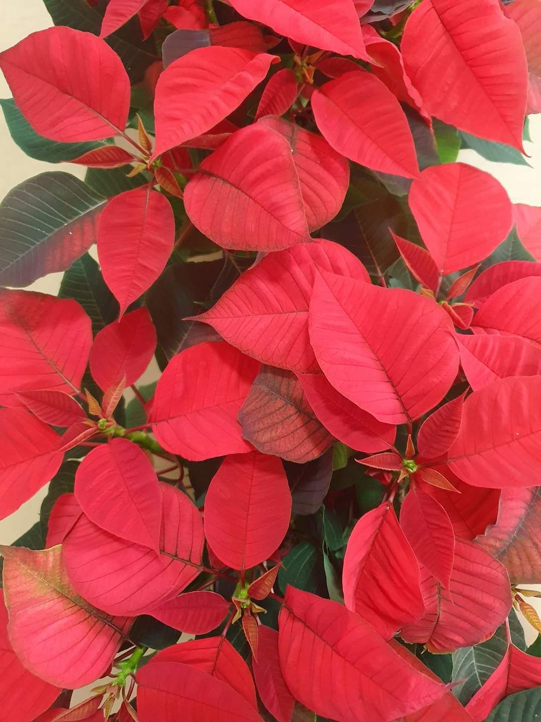 Navidad ( Flor, Plantas y Artículos)