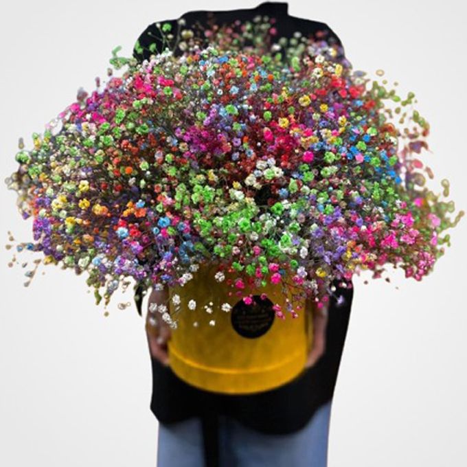 გიფსოფილა