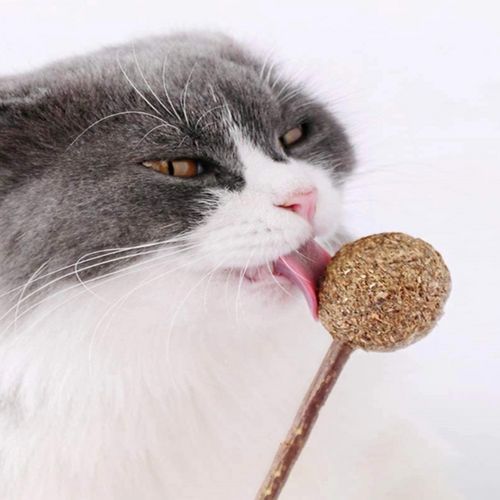 ЛАСОЩІ КОТИ