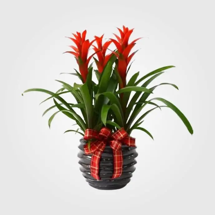 Piante in vaso