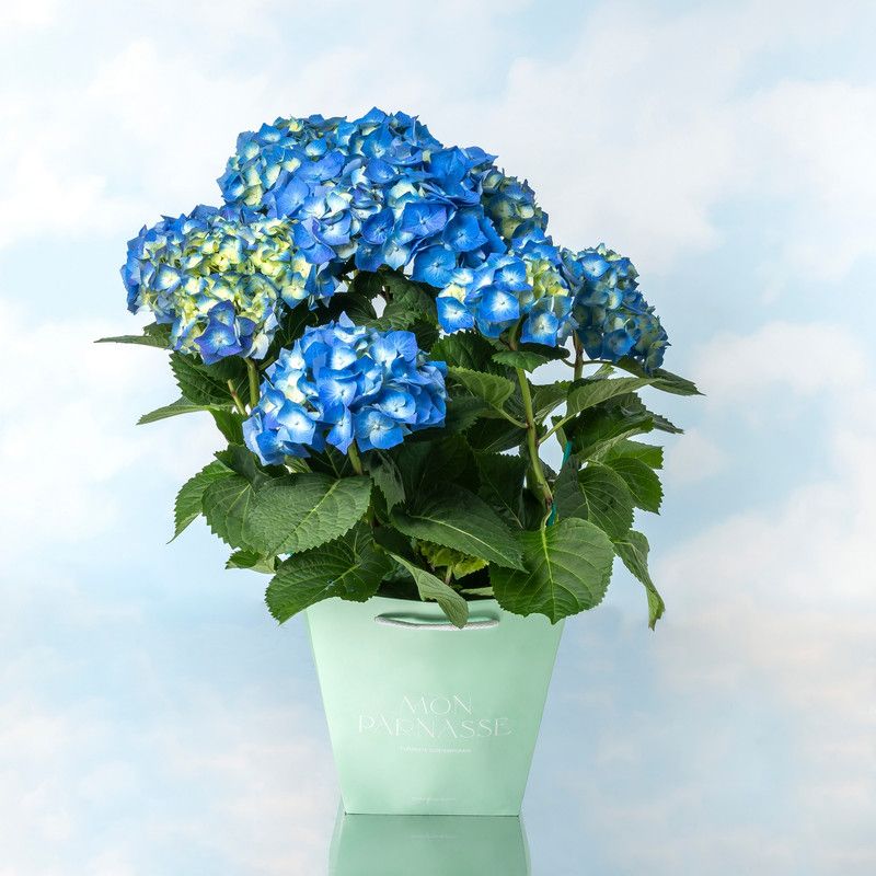 Hortensia en Planta