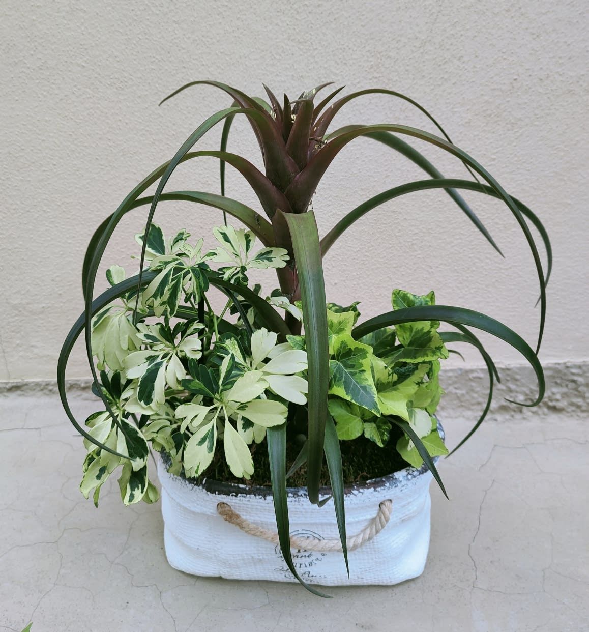 Dillo con una pianta da appartamento