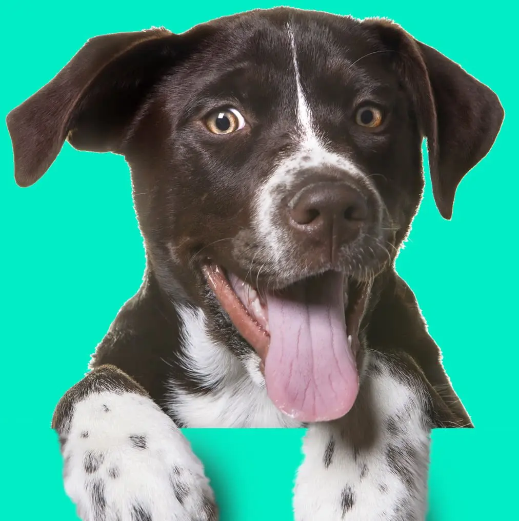 Pour Chiens