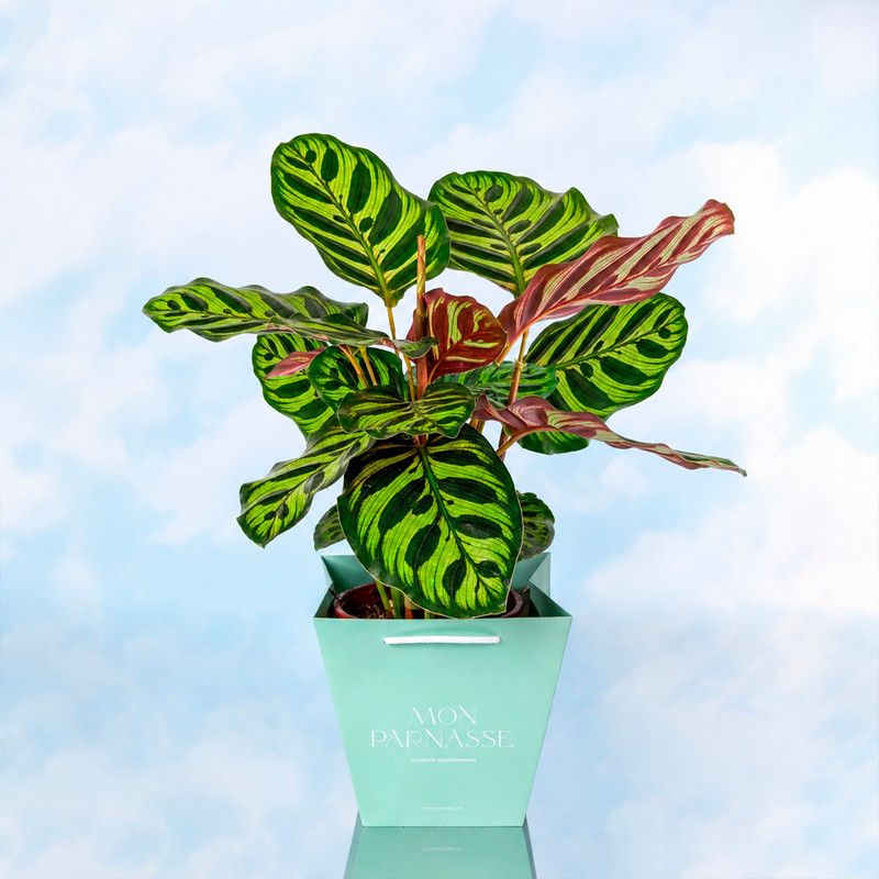 Plantas con Macetero