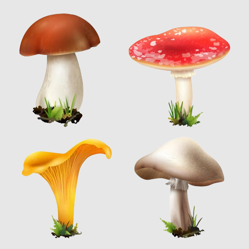 Champiñon y Setas