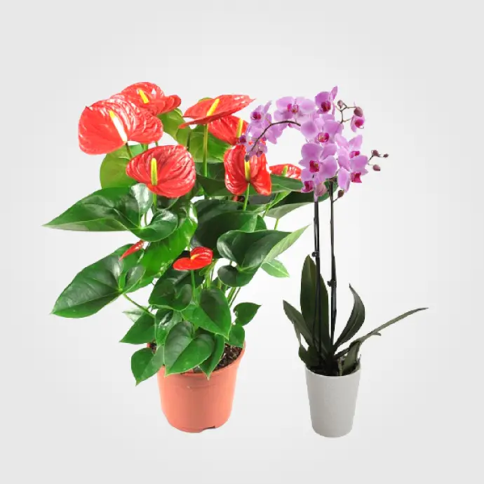 Plantas