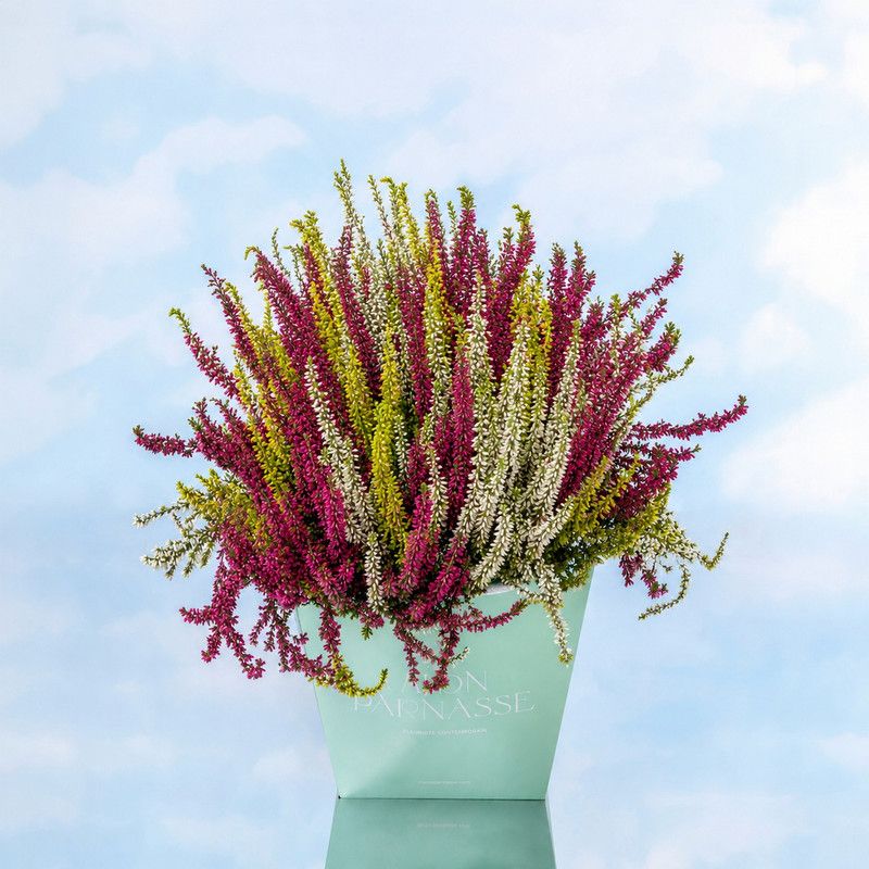 Calluna