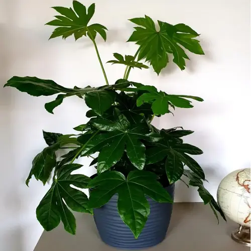 Piante verdi