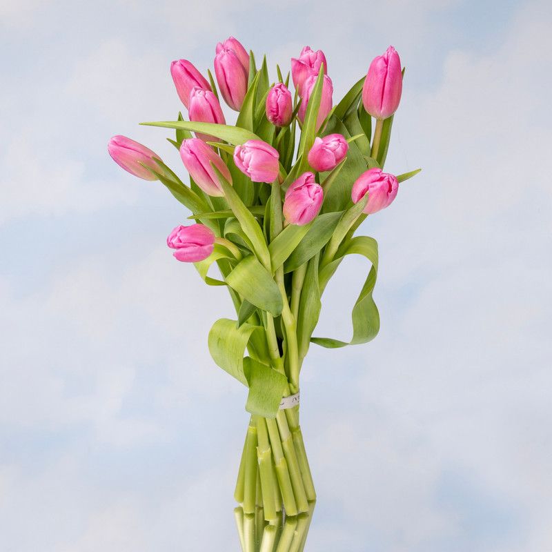 15 Tulipanes
