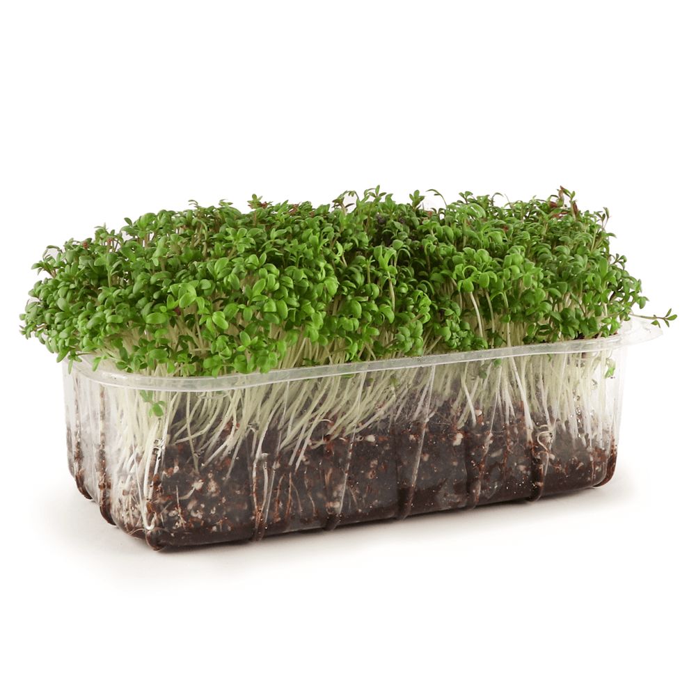 Зелень і салати