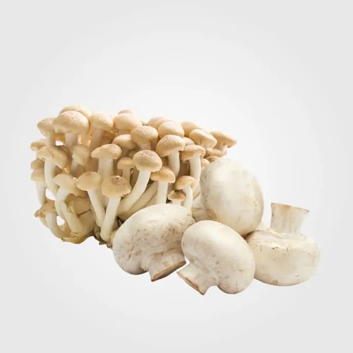 Hongos