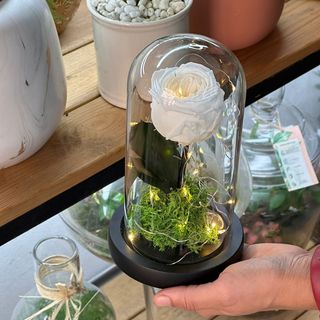 Rose éternelle Lumineuse Garden 