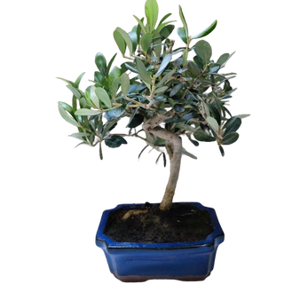 Bonsai Olivo 8 Años