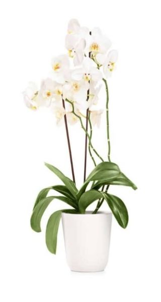 Phalaenopsis con vaso