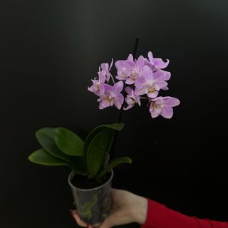 Орхідея MINI