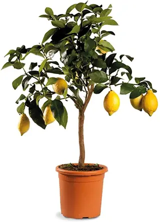 Pianta di limone