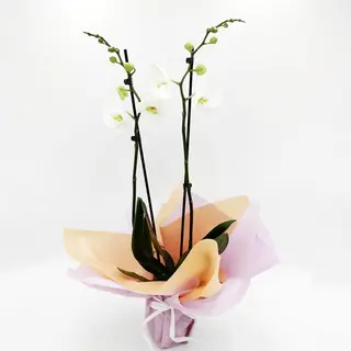 Orquídea blanca con macetero